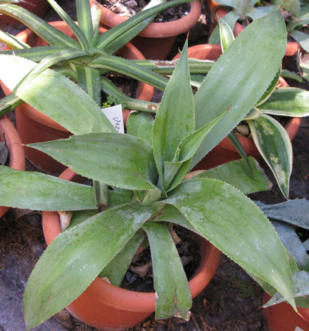 Pépinière Palmaris Agave vazquezgarciae Van der Meer