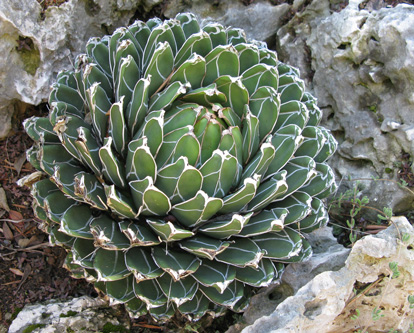 Agave victoriae-reginae victoriae-reginae Monaco