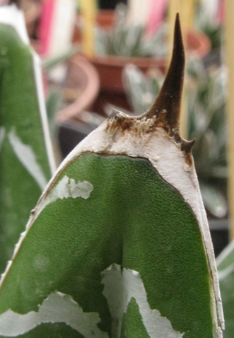 Agave victoriae-reginae victoriae-reginae épine terminale