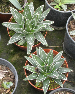 Agave victoriae-reginae swobodae