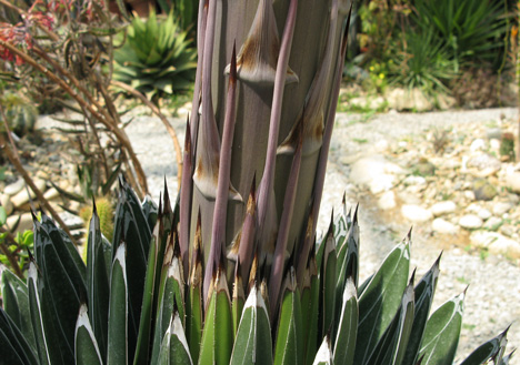 Agave victoriae-reginae victoriae-reginae floraison Cactuseraie