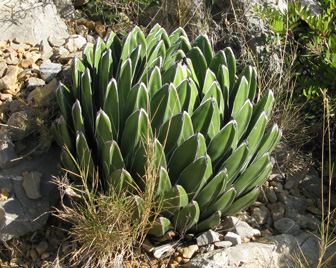 Agave victoriae-reginae victoriae-reginae Foncaude