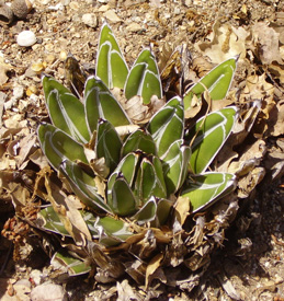 Agave victoriae-reginae victoriae-reginae Lespinet