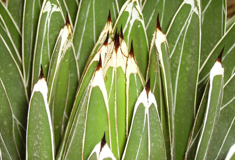 Agave pintilla Van der Meer