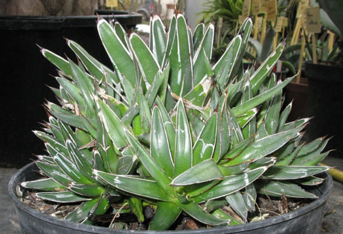 Agave victoriae-reginae victoriae-reginae f. compacta