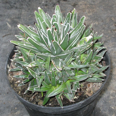 Agave victoriae-reginae victoriae-reginae f. compacta