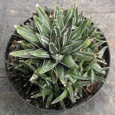 Agave victoriae-reginae victoriae-reginae f. compacta