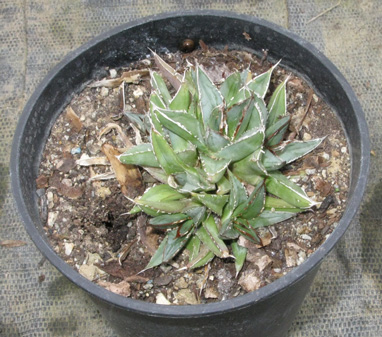 Agave victoriae-reginae victoriae-reginae f. compacta