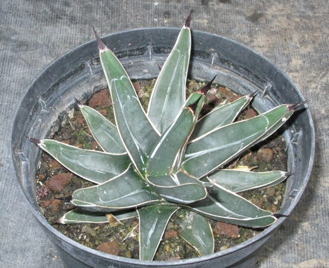 Agave nickelsiae