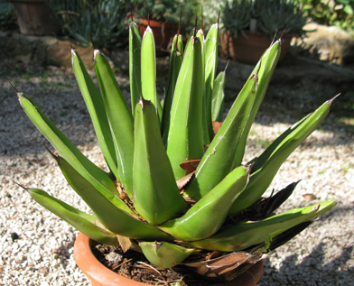 Agave nickelsiae viridis Navarro