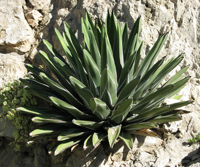 Agave pintilla Monaco