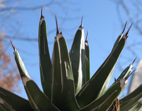 Agave pintilla