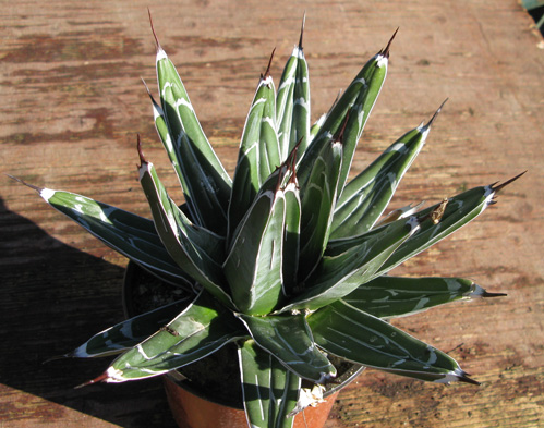 Agave pintilla