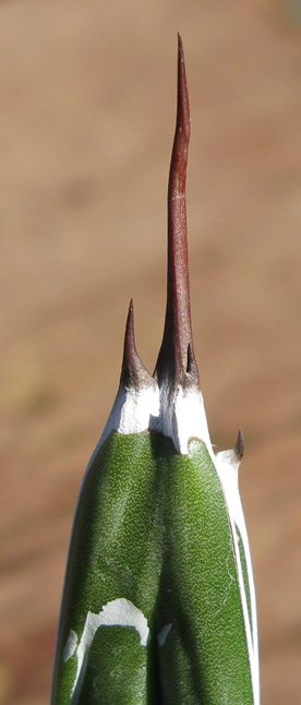 Agave pintilla épine terminale