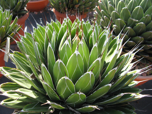 Agave victoriae-reginae victoriae-reginae longispina Van der Meer