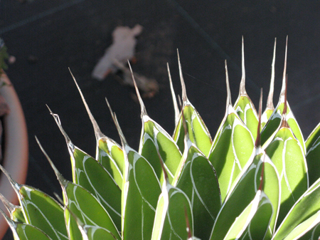 Agave victoriae-reginae victoriae-reginae longispina Van der Meer