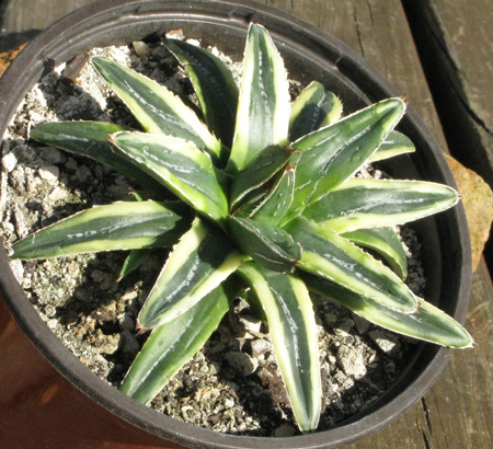 Agave victoriae-reginae victoriae-reginae f. marginata lutea