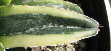 Agave victoriae-reginae victoriae-reginae f. marginata lutea