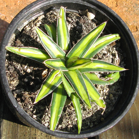 Agave victoriae-reginae victoriae-reginae f. mediopicta lutea