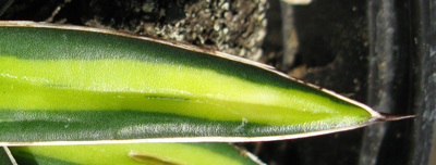 Agave victoriae-reginae victoriae-reginae f. mediopicta lutea