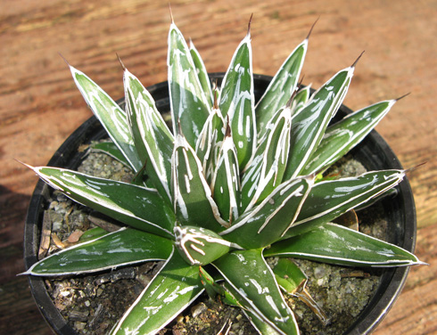 Agave pintilla f. ornata