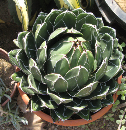 Agave victoriae-reginae victoriae-reginae f. porcupine Cactuseraie