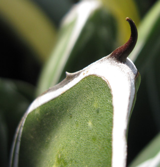 Agave victoriae-reginae victoriae-reginae f. porcupine Cactuseraie épine terminale