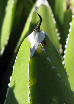 Agave victoriae-reginae swobodae