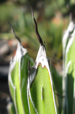 Agave victoriae-reginae swobodae