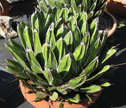 Agave victoriae-reginae swobodae