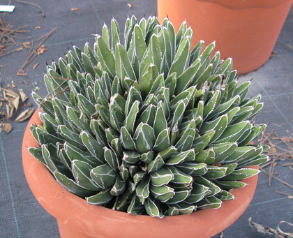 Agave victoriae-reginae victoriae-reginae compacta Van der Meer