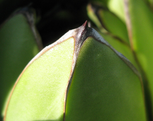 Agave victoriae-reginae victoriae-reginae épine terminale