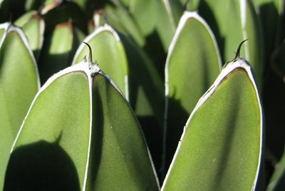 Agave victoriae-reginae victoriae-reginae épine terminale