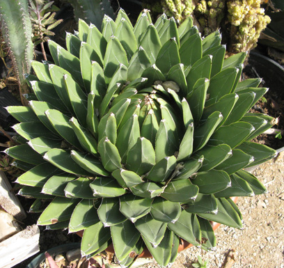 Agave victoriae-reginae swobodae Cactuseraie