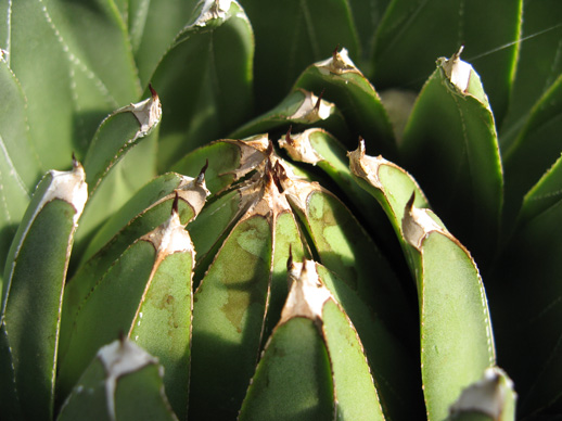 Agave victoriae-reginae swobodae Cactuseraie