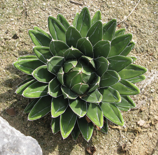 Agave victoriae-reginae swobodae Lespinet