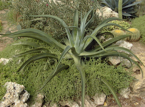 Palmaris Agave vilmoriniana Olbius Riquet