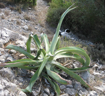 Palmaris Agave vilmoriniana Foncaude