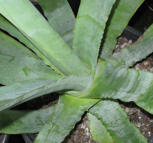 Palmaris Agave vilmoriniana