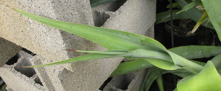 Palmaris Agave vilmoriniana