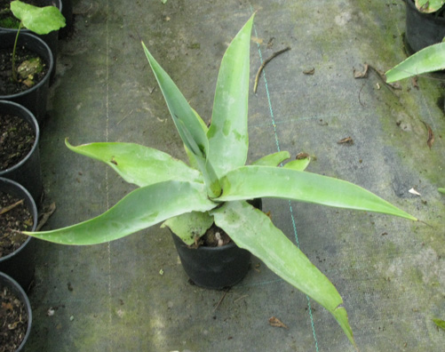 Palmaris Agave vilmoriniana