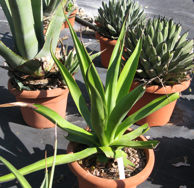 Pépinière Palmaris Agave vilmoriniana eduardii Van der Meer