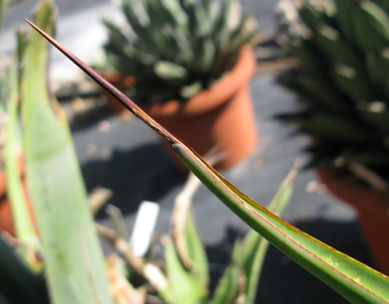 Pépinière Palmaris Agave vilmoriniana eduardii Van der Meer