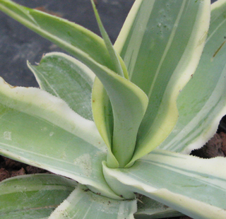 Pépinière Palmaris Agave vilmoriniana marginata