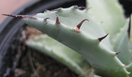 Pépinière Palmaris Agave vizcainoensis 