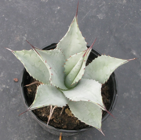 Pépinière Palmaris Agave vizcainoensis