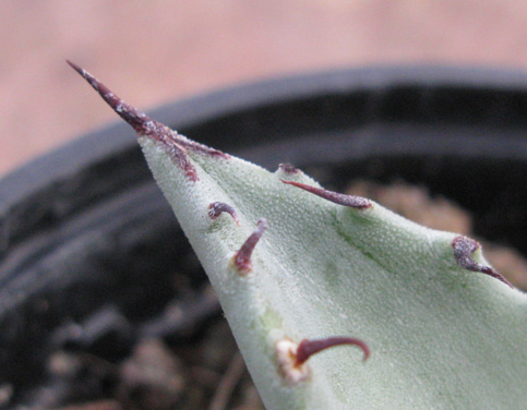 Pépinière Palmaris Agave vizcainoensis 