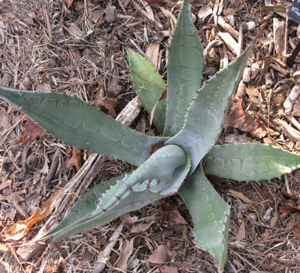 Pépinière Palmaris Agave vizcainoensis Navarro