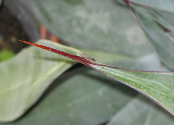 Palmaris Agave weberi