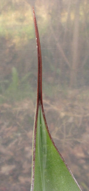 Palmaris Agave weberi